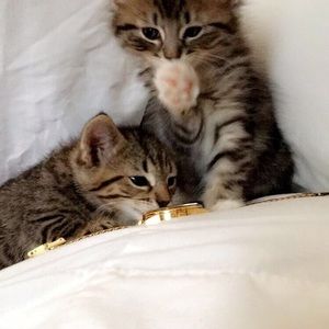 Meet your Posher, Will